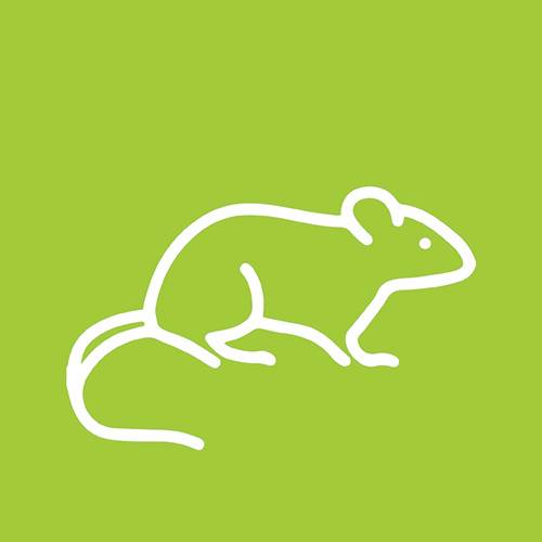 ratsjpg pontivy